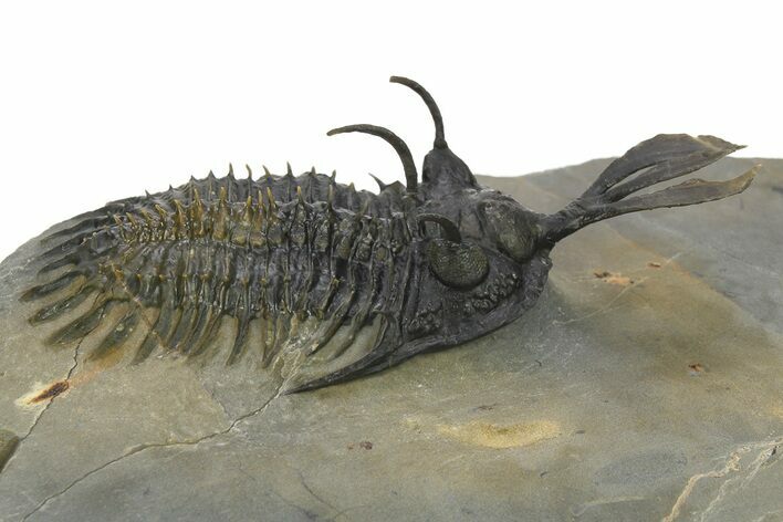 Short Trident Walliserops Trilobite - Timrzit, Morocco #273887